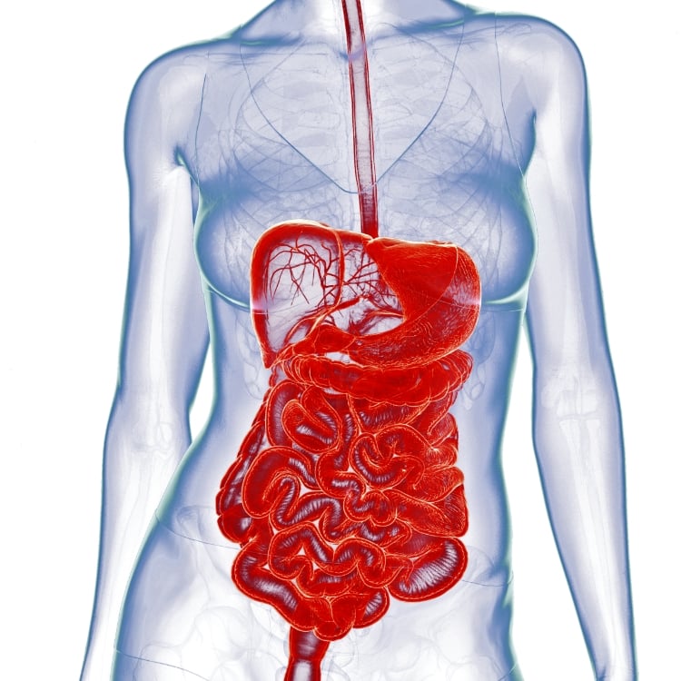 Patient avec des douleurs au ventre car tube digestif inflammé